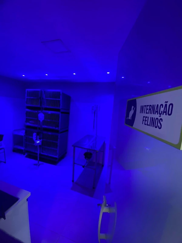 Internação Felina — Cães & Gatos Clínica Veterinária